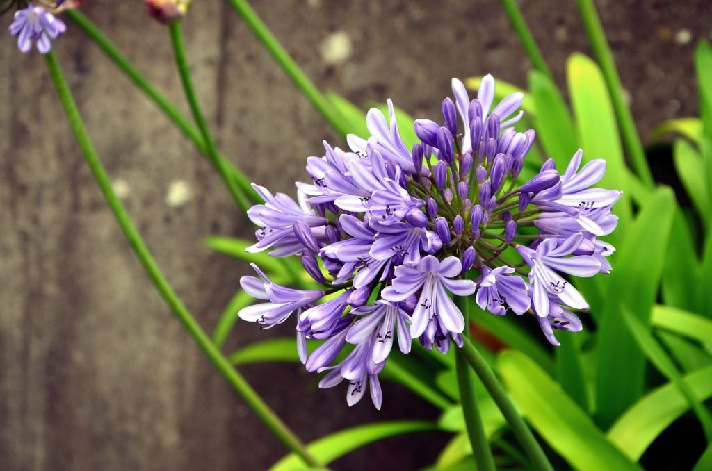 agapanthus, lily, flower