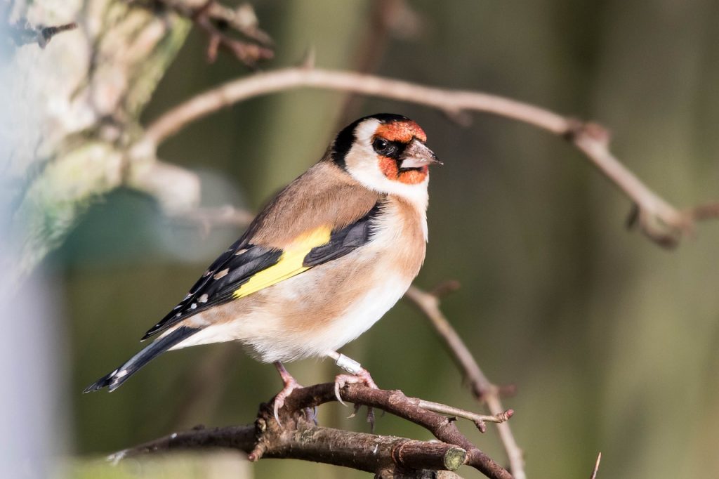 bird, goldfinch, wildlife