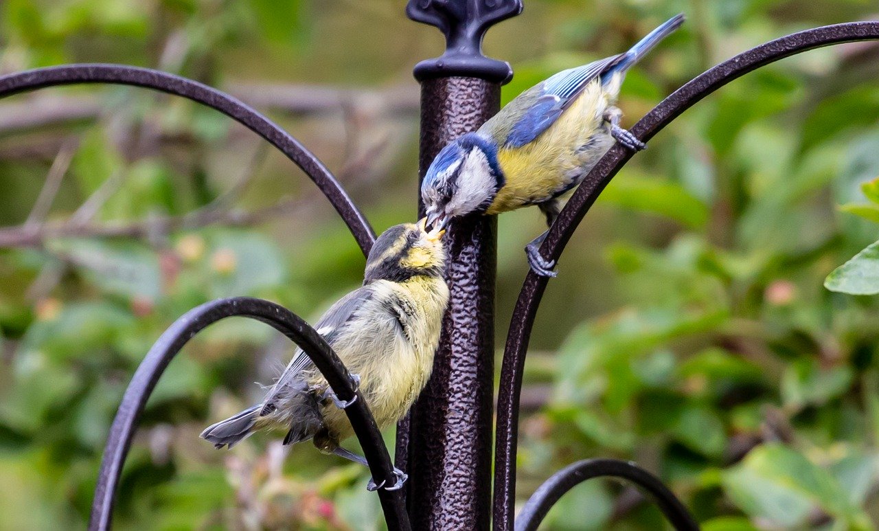 fledgling blue tit, baby blue tit, blue tit chick